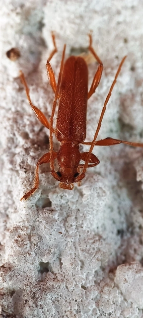 Axinopalpis gracilis - kecses selymescincér