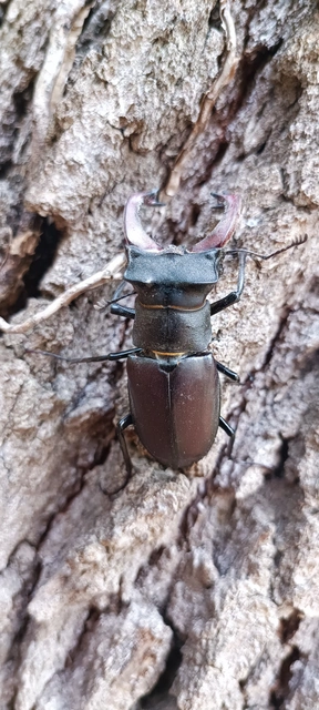 Lucanus cervus - nagy szarvasbogár