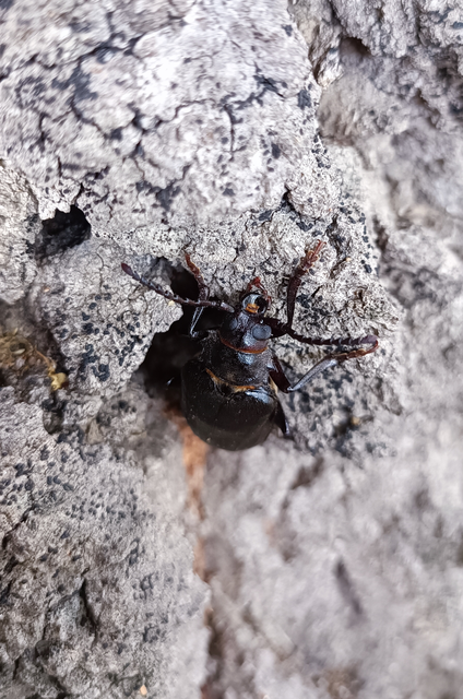 Prionus coriarius - csőszcincér