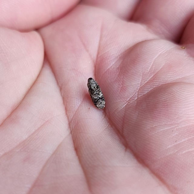 Gasterocercus depressirostris - laposorrú ormányos
