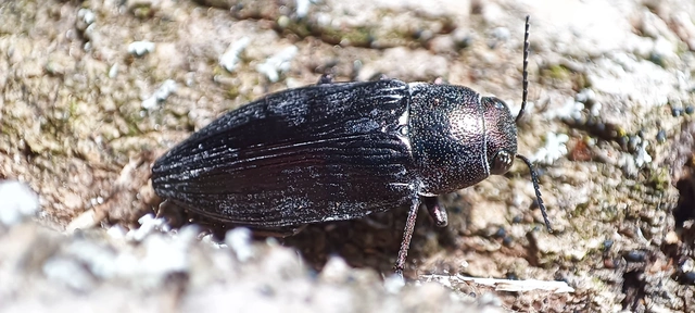 Buprestis haemorrhoidalis - foltosfejű díszbogár