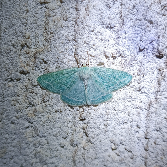 Pseudoterpna pruinata - hamvas zöldaraszoló