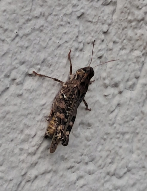 Calliptamus italicus - olaszsáska