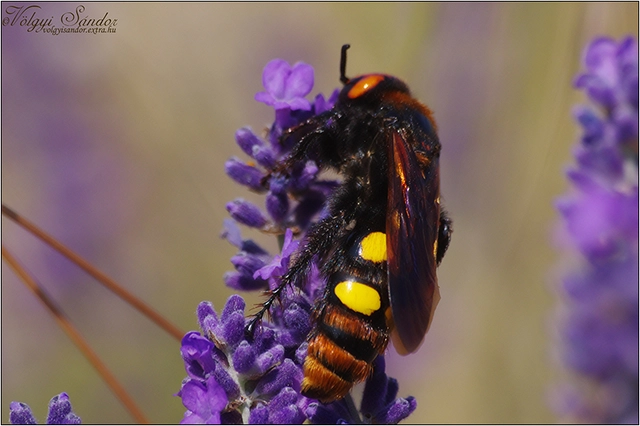 Megascolia maculata - óriás-tőrösdarázs