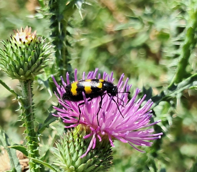 Mylabris variabilis - szalagos hólyaghúzó Mylabris variabilis - szalagos hólyaghúzó
