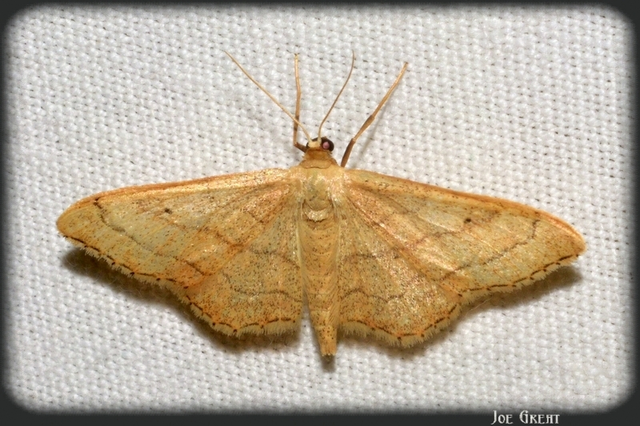 Idaea aversata - nagy sávosaraszoló