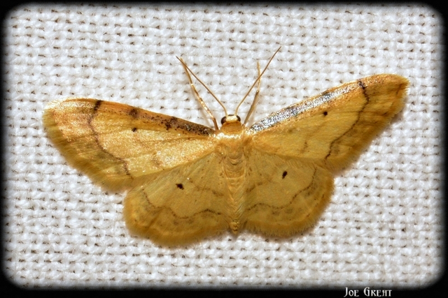 Idaea politaria - vonalas apróaraszoló