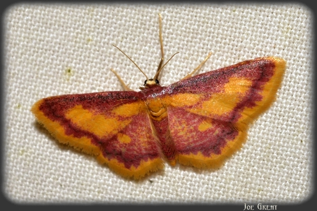Idaea muricata - mocsári pirosaraszoló