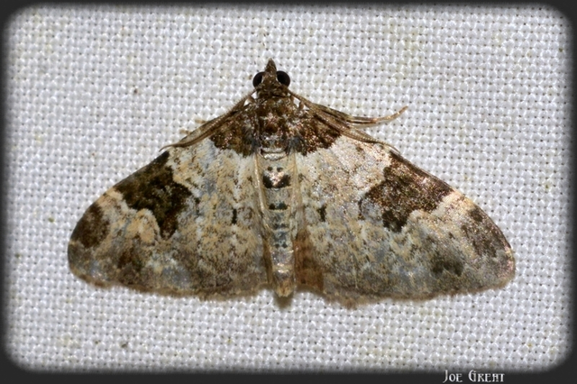 Xanthorhoe fluctuata - közönséges tarkaaraszoló