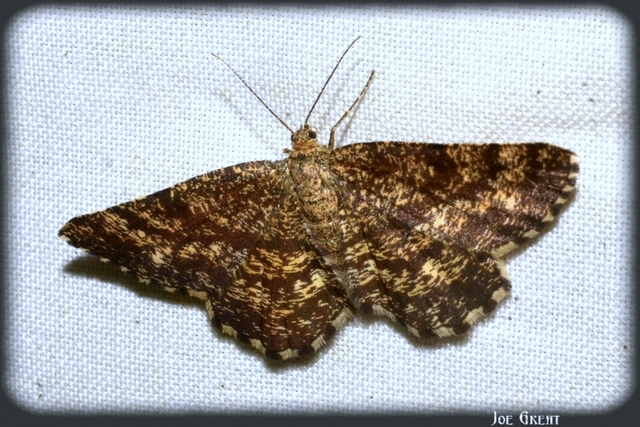 Ematurga atomaria - barna rétiaraszoló