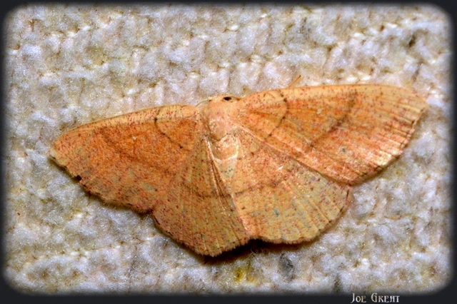 Cyclophora ruficiliaria - vörösrojtú pettyesaraszoló