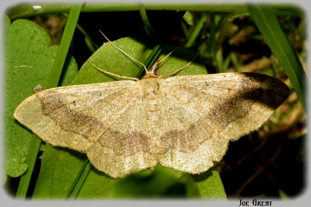 Idaea aversata - nagy sávosaraszoló