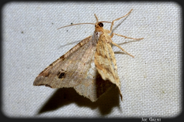 Macaria alternata - közönséges szürkearaszoló