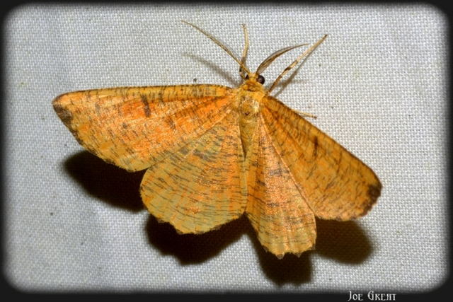 Angerona prunaria - sárga kökényaraszoló