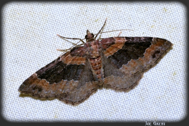 Xanthorhoe ferrugata - kerti tarkaaraszoló