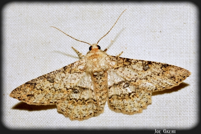 Ascotis selenaria - holdas faaraszoló