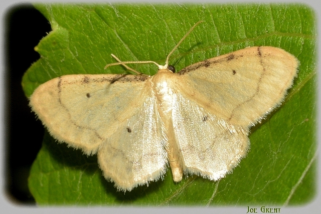 Idaea politaria - vonalas apróaraszoló