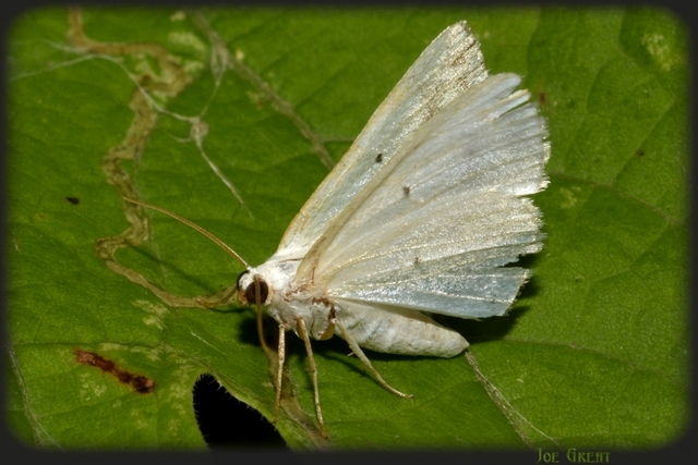 Lomographa temerata - foltos fehéraraszoló