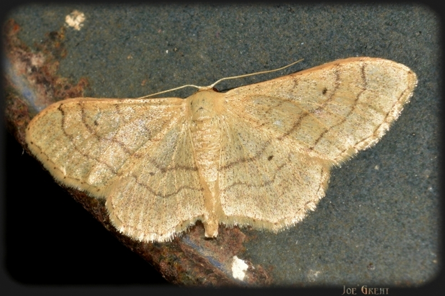 Idaea aversata - nagy sávosaraszoló