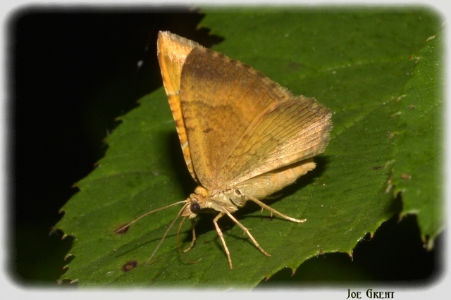 Camptogramma bilineata - kétvonalas sávosaraszoló