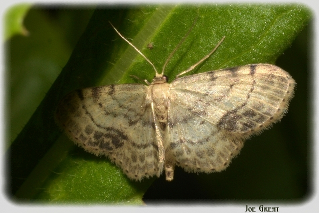 Idaea dimidiata - gyakori apróaraszoló