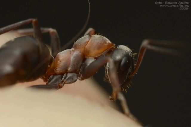 Formica rufibarbis - vörös rabszolgahangya