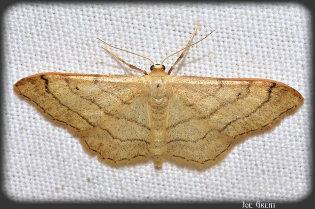 Idaea aversata - nagy sávosaraszoló