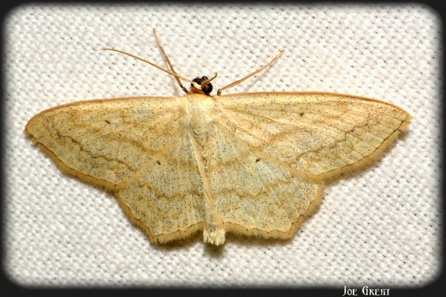 Scopula nigropunctata - feketepettyes araszoló