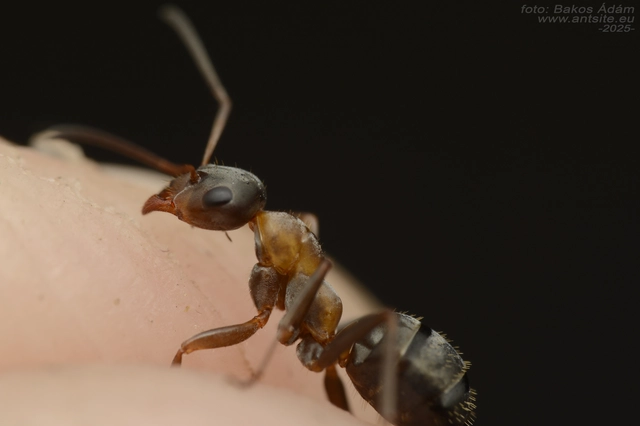 Formica rufibarbis - vörös rabszolgahangya