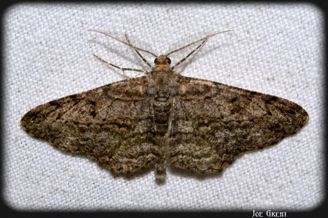 Peribatodes rhomboidaria - ékköves faaraszoló