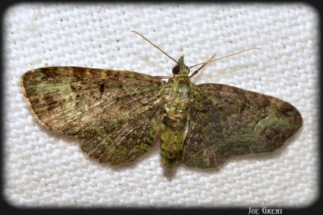 Pasiphila rectangulata - almavirág-araszoló