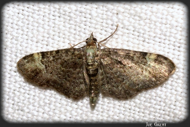 Pasiphila rectangulata - almavirág-araszoló
