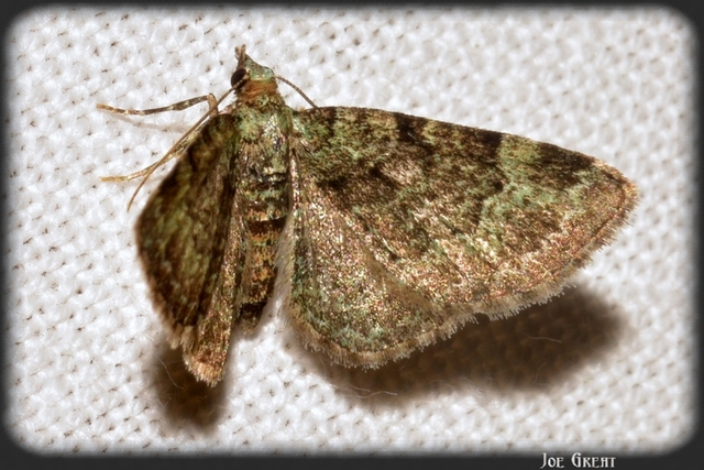 Pasiphila rectangulata - almavirág-araszoló
