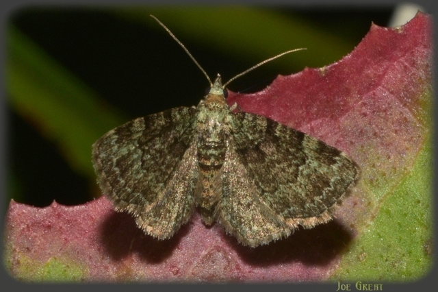 Pasiphila rectangulata - almavirág-araszoló