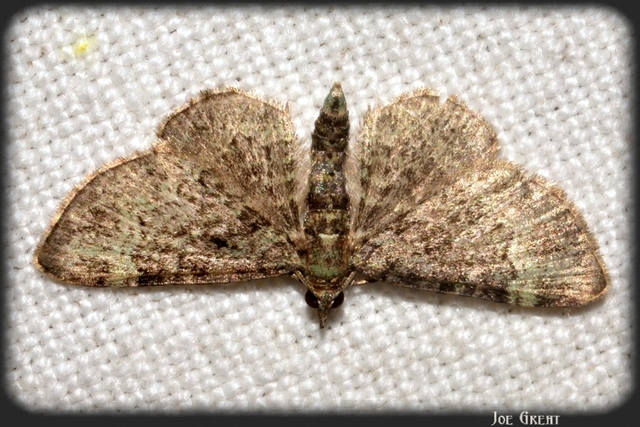 Pasiphila rectangulata - almavirág-araszoló