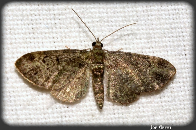 Pasiphila rectangulata - almavirág-araszoló