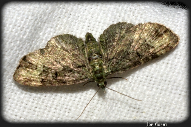 Pasiphila rectangulata - almavirág-araszoló