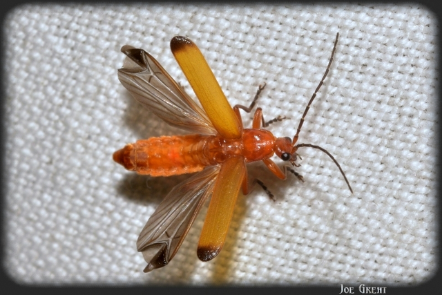Rhagonycha fulva - feketevégű lágybogár