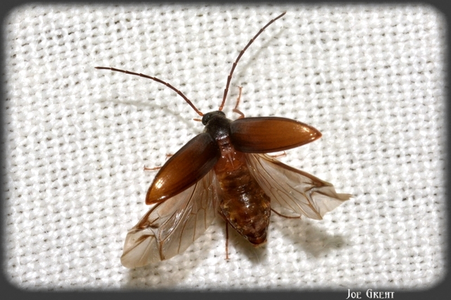 Hymenalia rufipes - rőtlábú alkonybogár