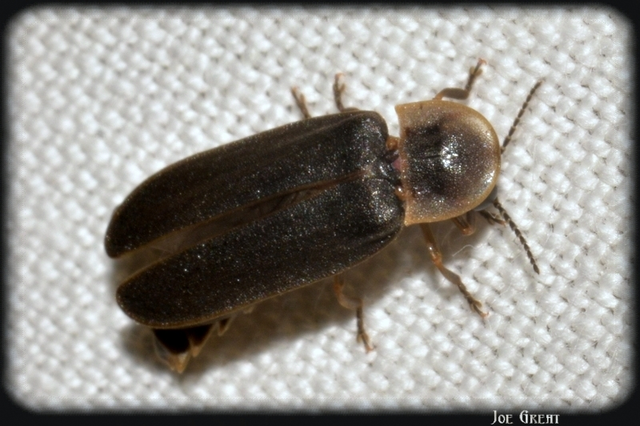 Lampyris noctiluca - nagy szentjánosbogár