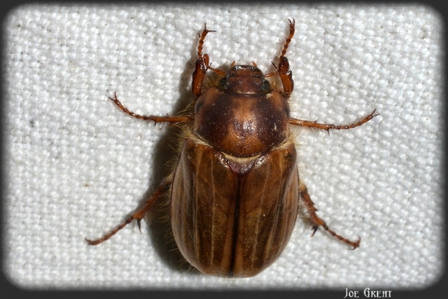 Amphimallon solstitiale - bordás sárgacserebogár