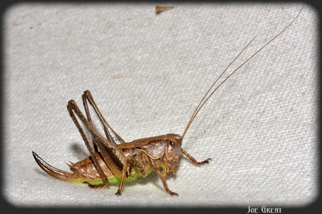 Pholidoptera griseoaptera - szürke avarszöcske