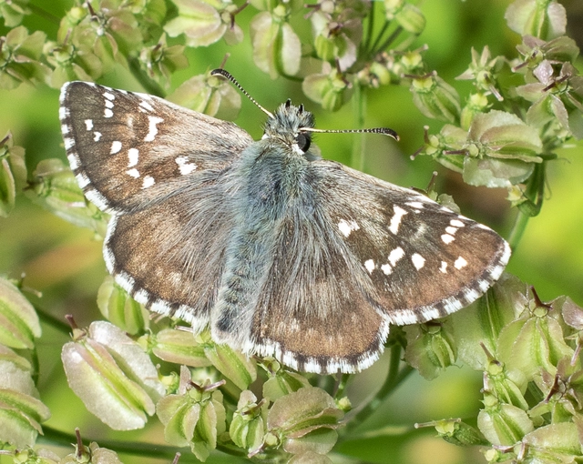 Pyrgus alveus - hegyi busalepke