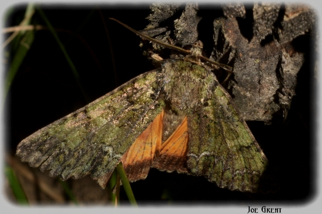 Polyphaenis sericata - selyemfényű erdeibagoly