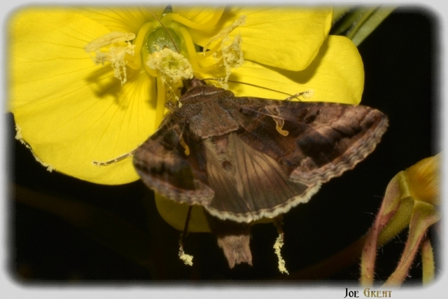 Autographa gamma - gammalepke