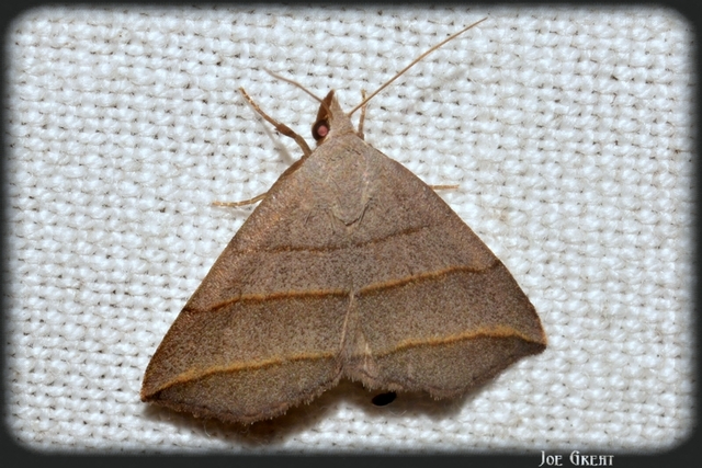 Colobochyla salicalis - háromsávos törpebagoly