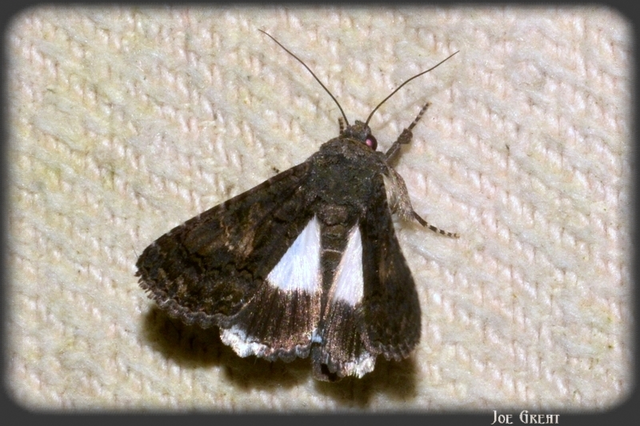Anophia leucomelas - déli folyófűbagoly
