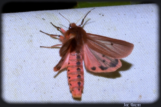 Phragmatobia fuliginosa - füstös medvelepke