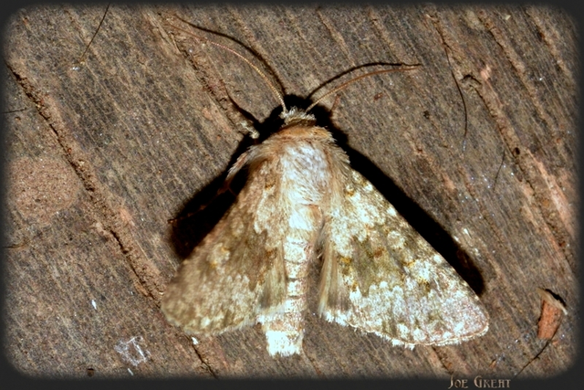 Hecatera dysodea - parajbagoly