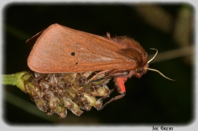 Phragmatobia fuliginosa - füstös medvelepke